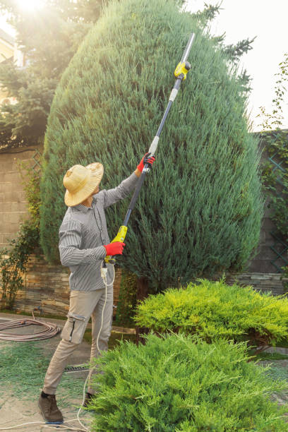 Best Local Tree Services  in Arroyo Grande, CA